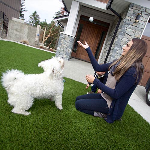 image of Pet friendly artificial grass for your furry friends available at SYNLawn Los-Angeles