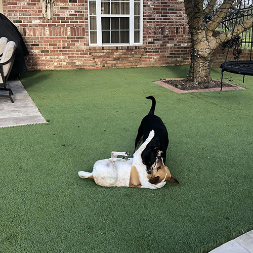 image of dogs enjoying synlawn artificial grass for wrestling