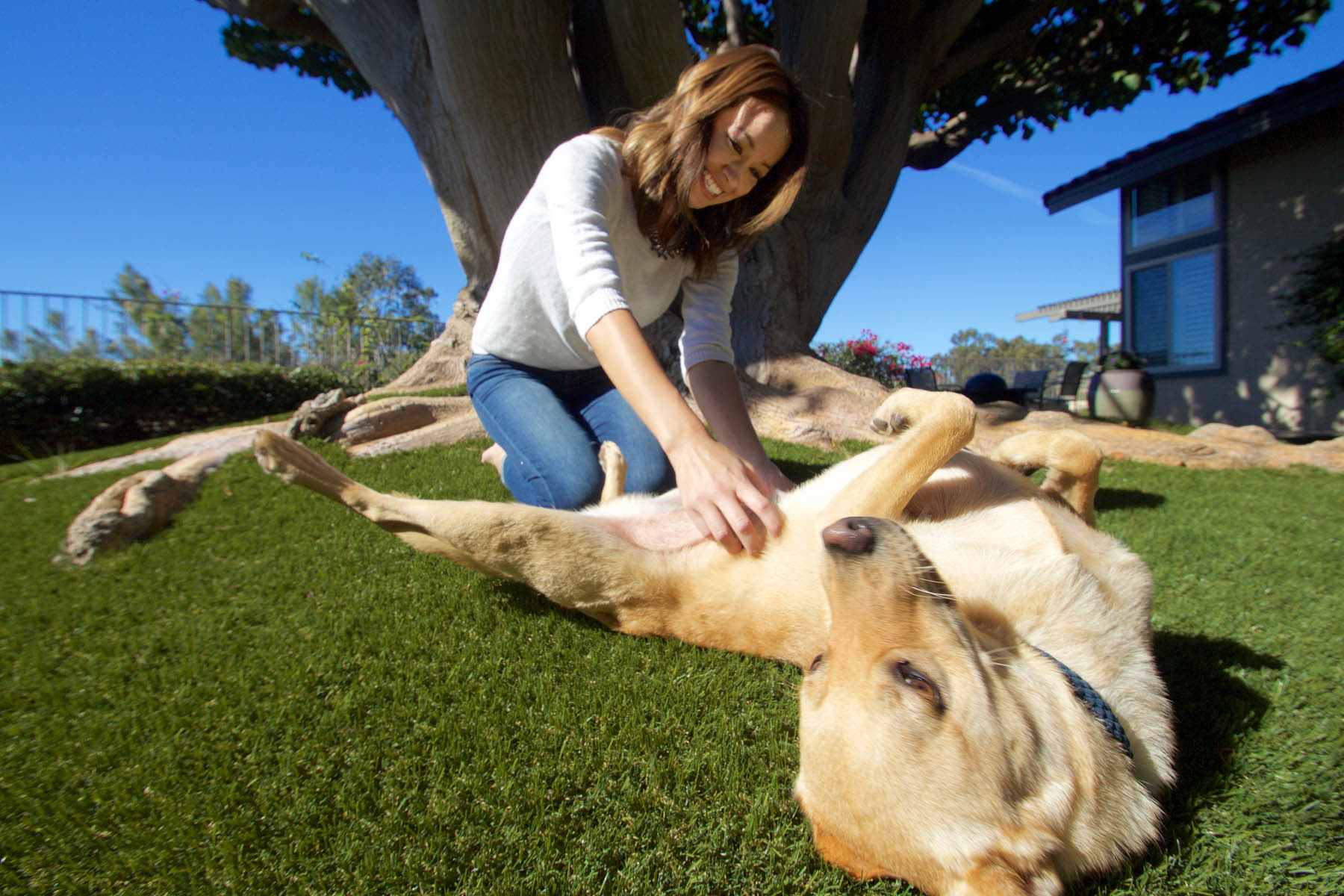 Golden retriever and owner playing on synlawn Los Angeles artificial dog turf