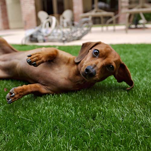 Daschund laying on artificial pet grass