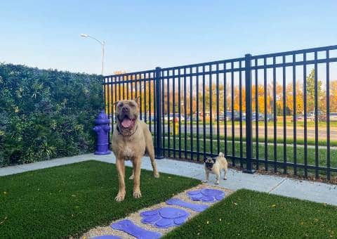 Dogs posing on artificial grass next to green wall