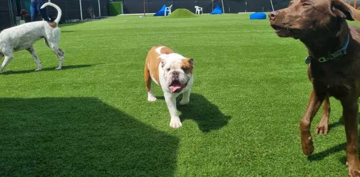 Dogs playing on SYNLawn Artificial Pet Turf