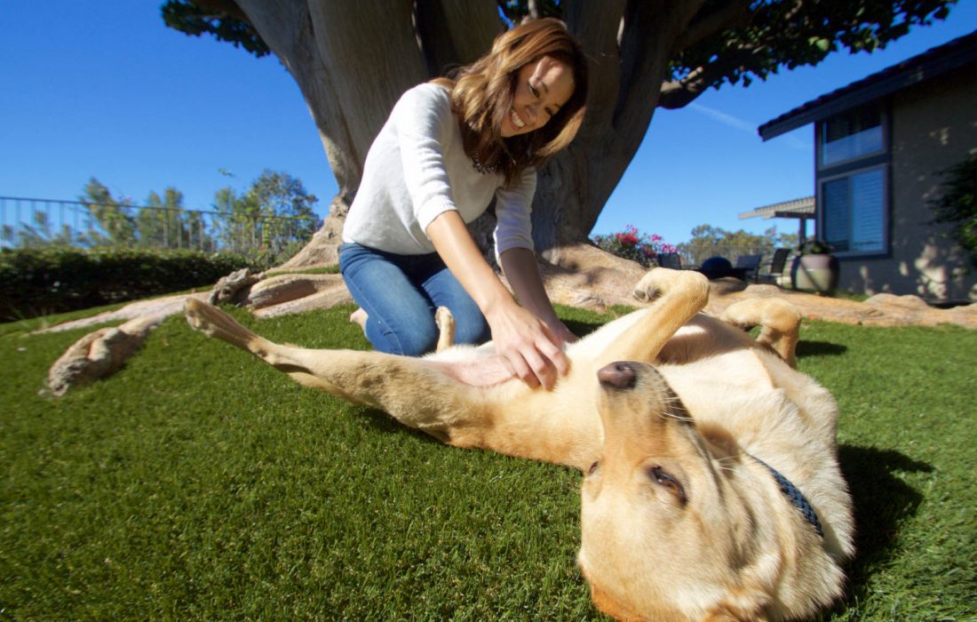 SynLawn-Home-BG-1800px-web.jpg Golden retriever and owner playing on synlawn Los Angeles artificial dog turf